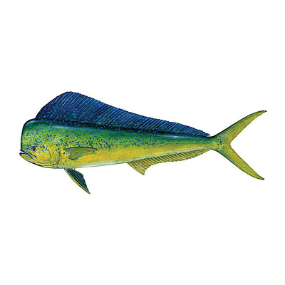 ماهی Mahi Mahi